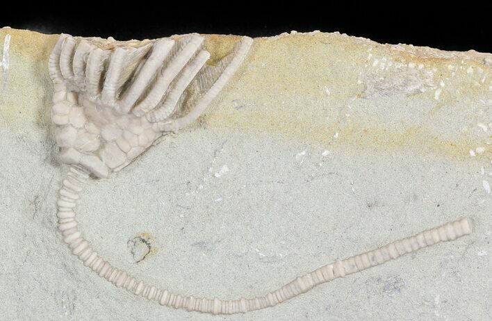 Bargain Macrocrinus Crinoid Fossil - Crawfordsville, Indiana #48425